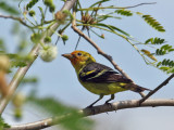 IMG_6106 Western Tanager.jpg