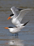 IMG_6610 Royal Tern.jpg