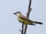 IMG_6660 Western Kingbird.jpg