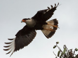 IMG_5729 Crested Caracara.jpg