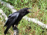 IMG_9872 Common Raven.jpg