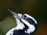 IMG_1557 Hairy Woodpecker - female.jpg