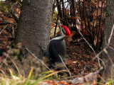 IMG_3015 Pileated Woodpecker male.jpg