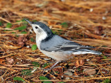IMG_1586  White-breasted Nuthatch.jpg