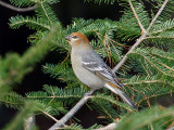 IMG_3464 Pine Grosbeak.jpg