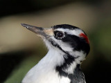 IMG_2613 Hairy Woodpecker - male.jpg
