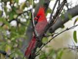 IMG_4444 Cardinal.jpg