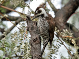 IMG_4502 Arizona Woodpecker.jpg