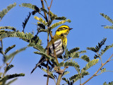 IMG_1376 Townsends Warbler.jpg