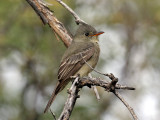 IMG_4464 Greater Pewee.jpg