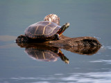 IMG_2281Turtle.jpg