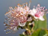 IMG_9534  Dew drops on flower.jpg