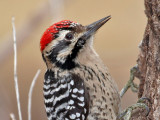 IMG_5140 Ladder-backed Woodpecker - male.jpg