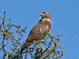 IMG_4896 Red-tailed Hawk.jpg
