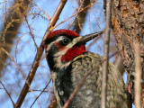 IMG_5338 Red-naped Sapsucker.jpg