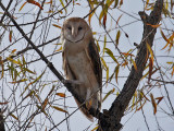 IMG_5540 Barn Owl.jpg