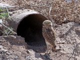 IMG_4460 Burrowing Owl.jpg