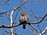 IMG_6105 Northern Pygmy Owl.jpg
