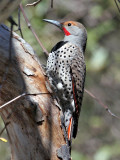 IMG_5894 Northern Flicker - red-shafted.jpg
