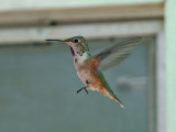 IMG_6681 Rufous Hummingbird.jpg