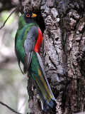 IMG_7193 Elegant Trogon.jpg