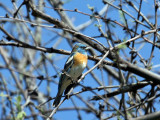 IMG_8202 Lazuli Bunting.jpg