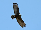 IMG_8455 Zone-tailed Hawk.jpg
