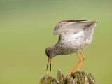 Tureluur/Redshank