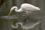 Grote zilverreiger/Great white heron