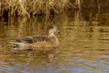 Smient/Wigeon