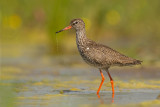 Tureluur/Common redshank