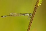 Lantaarntje/Ischnura elegans ♂