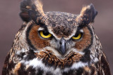 Great Horned Owl