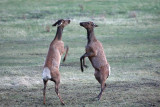 Young Elk playing around