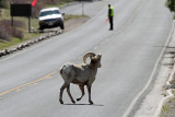 Bighorn Sheep