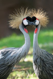 East African crowned cranes