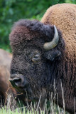 Bison