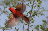 Cardinal takes flight