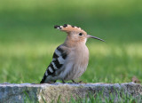 Eurasian Hoopoe (Upupa epops)