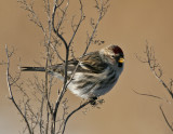 Common Redpoll (Carduelis flammea)