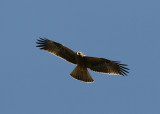 Booted Eagle (Hireaaetus pennatus)