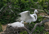 Great Egret (Ardea alba) - gretthger