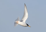 Little Tern (Sternula albifrons) - smtrna