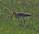 Black-tailed Godwit (Limosa limosa)