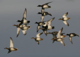 Tufted Duck (Aythya fuligula) and Gadwall (Anas strepera)