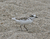 Snowy Plover (Charadrius alexandrinus nivosus)