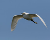 Snowy Egret (Egretta thula)