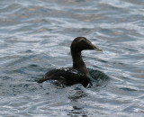 Common Eider (Somateria mollissima) - ejder