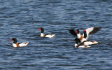 Common Shelduck (Tadorna tadorna)