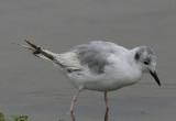Bonapartes Gull (Larus philadelphia)